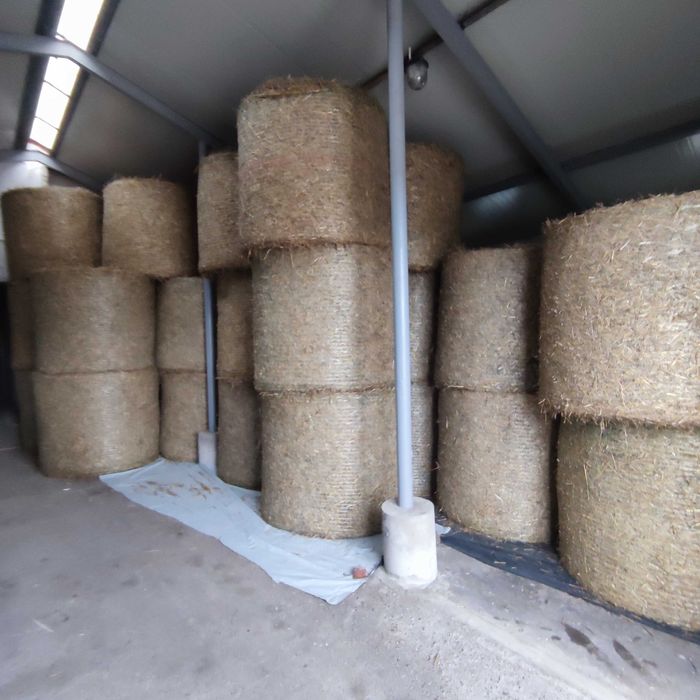 słoma pszenna bele  baloty