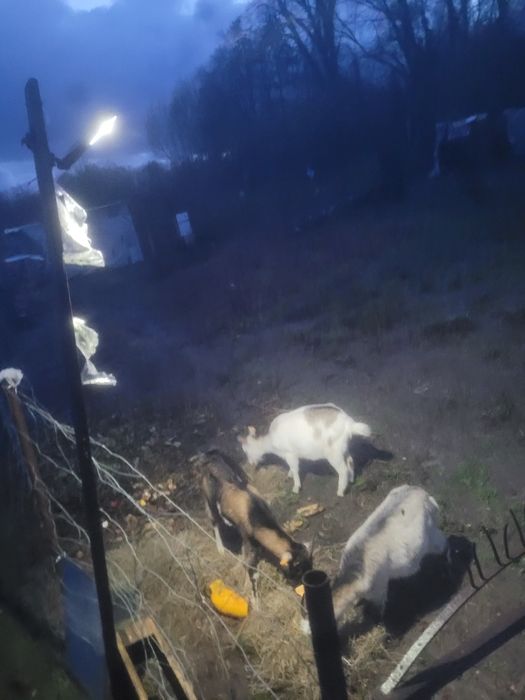 Sprzedam kozy, koziołka