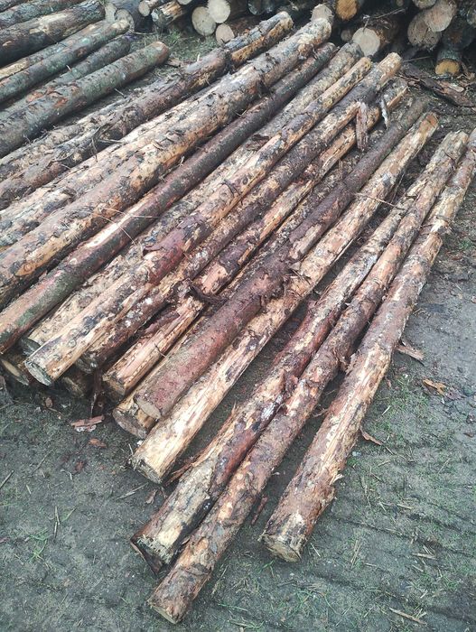 Słupki stemple do siatki leśnej