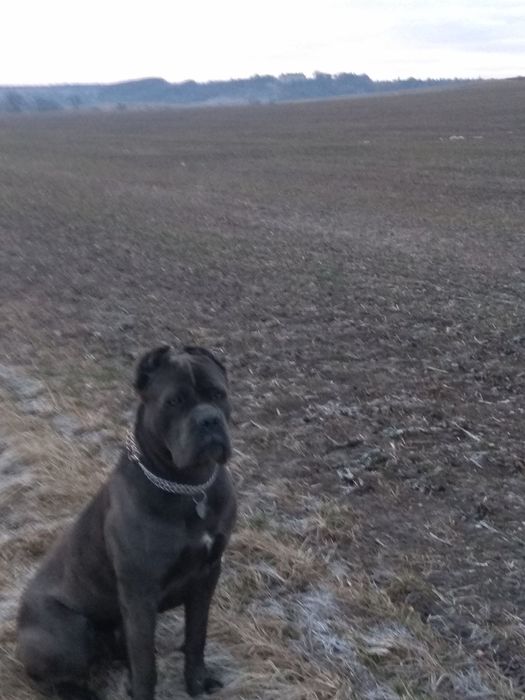 Шукає наречену Кане-Корсо