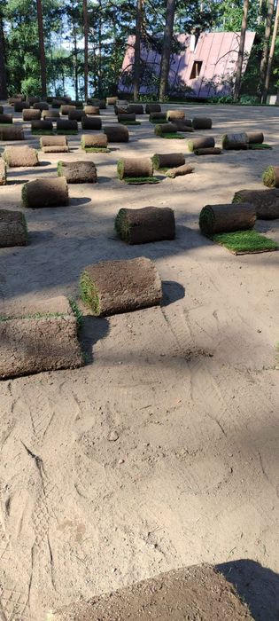 Trawa trawnik z rolki sprzedaż transport montaż wysyłki kurier