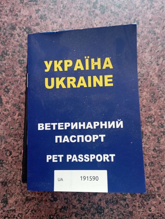 Німецька вівчарка 1 рік