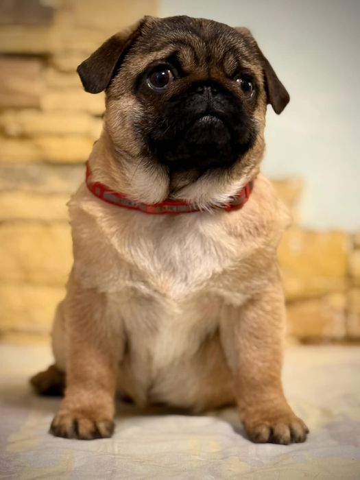 Мопс цуценя хлопчик абрикосовий