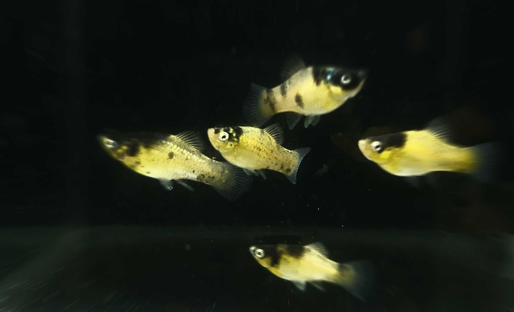 Гуппи, Пецилия, Моллинезия