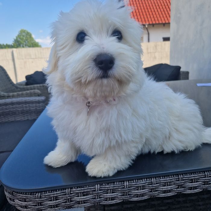 Coton de Tulear piękna suczka szczenię