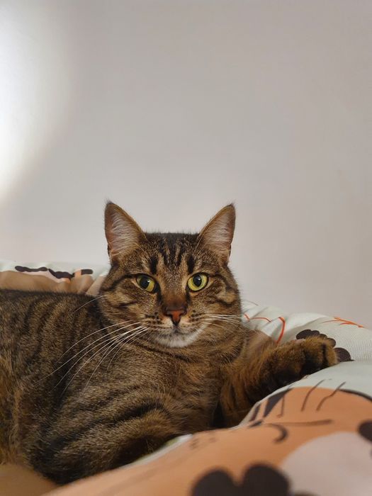 Prześliczna Merida szuka domu