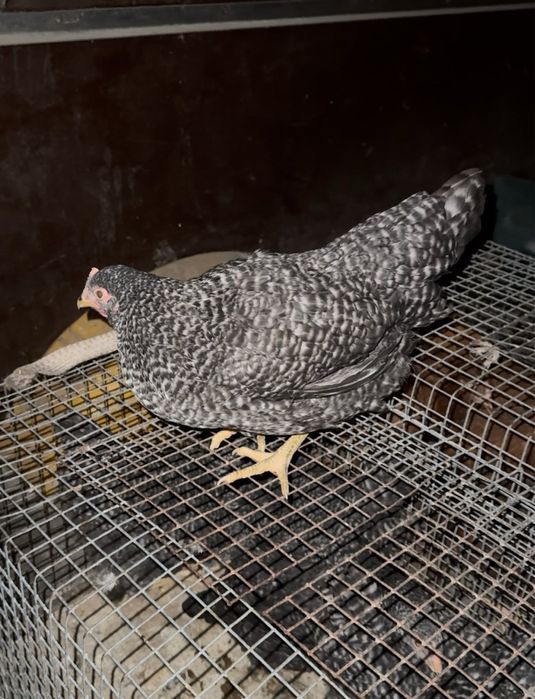 Кури Домінанти. Срібний Адлер