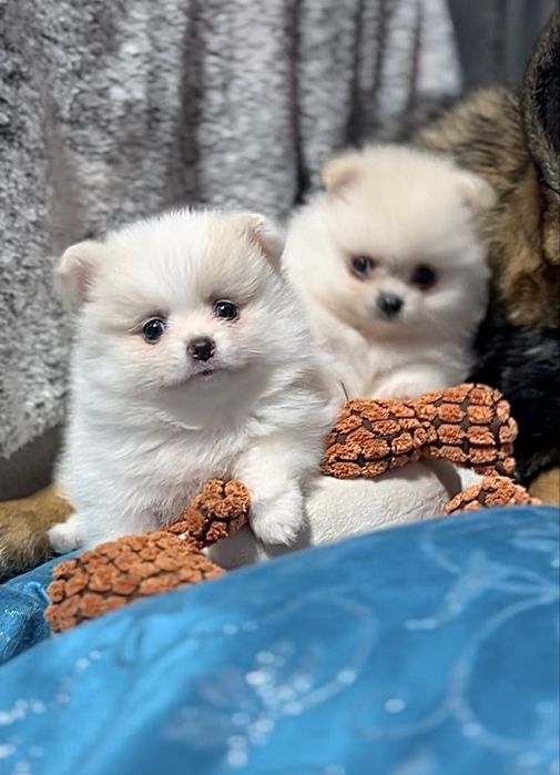 Померанськи цуценята