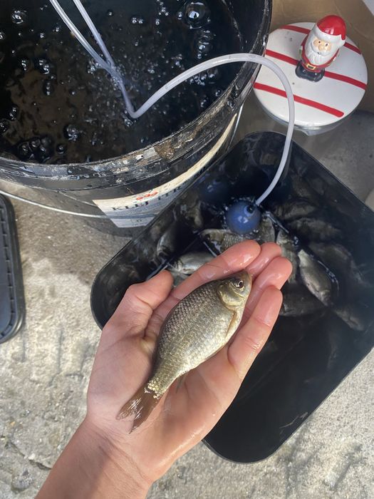 Zywiec karas (szczupak okon)