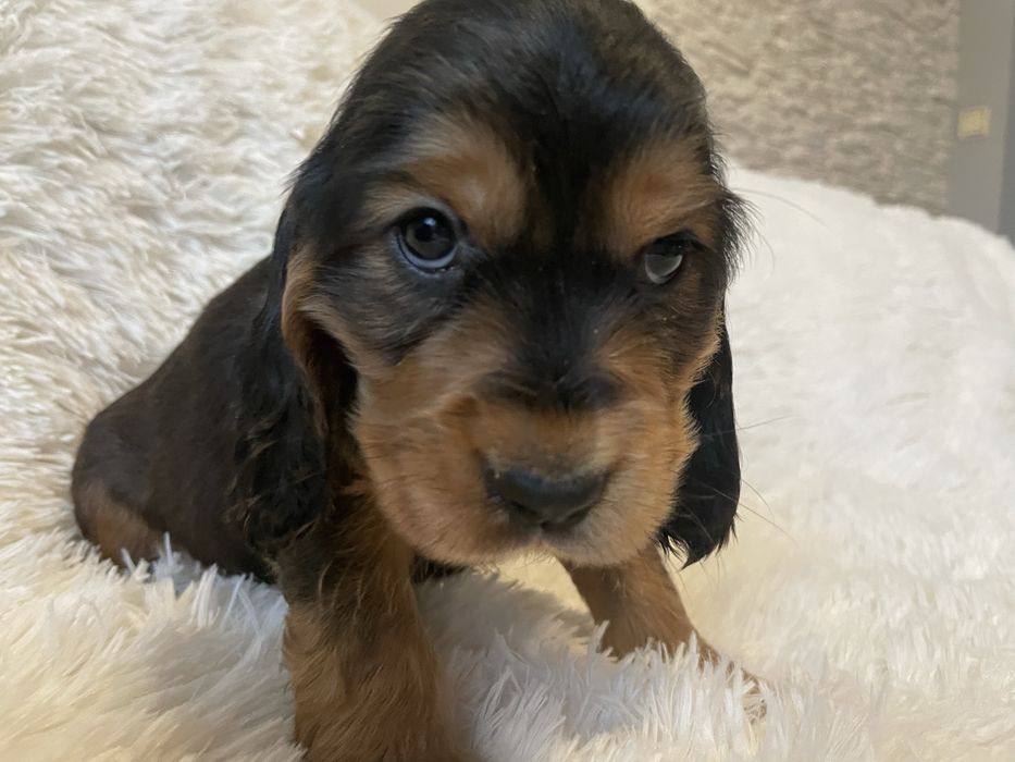 Cocker spaniel piesek
