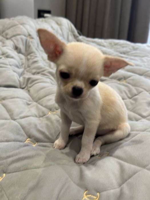 Цуценя хлопчик чихуахуа