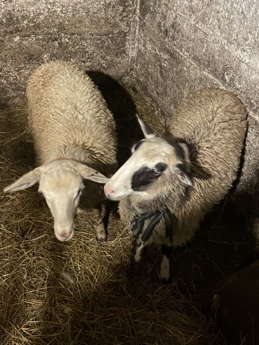 продам дві ягничка