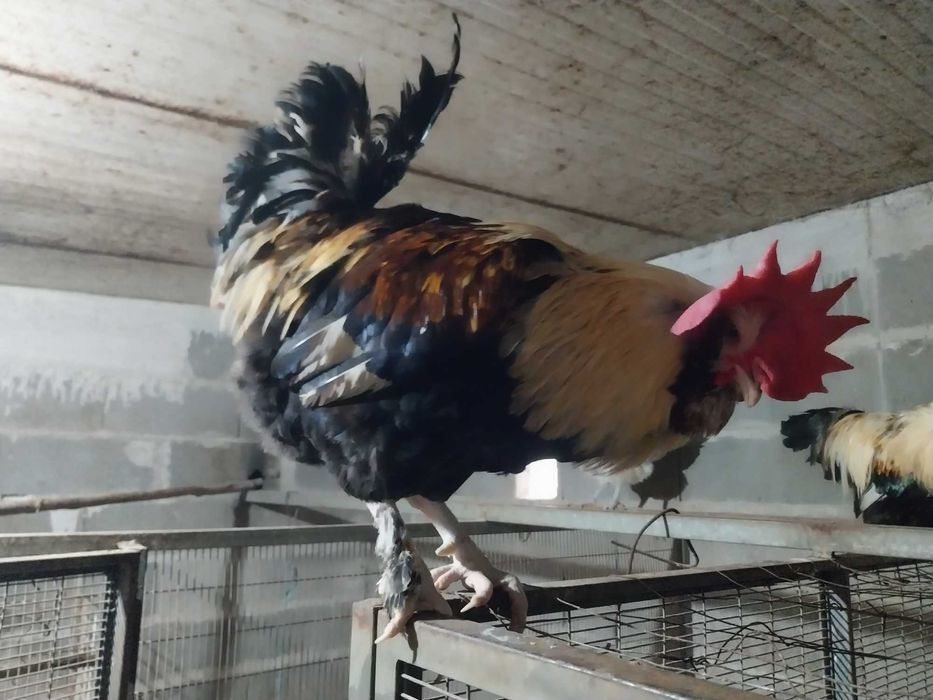 Faveroles  galo com menos de 1 ano