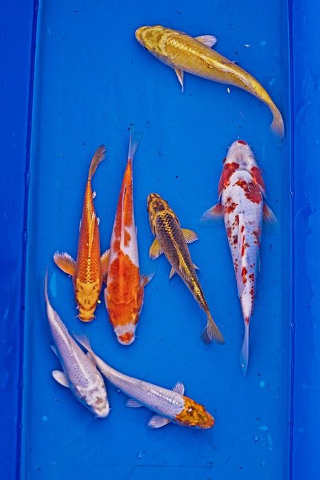 Ryby ozdobne Murowaniec- Karp koi, karaś, amur, jesiotr