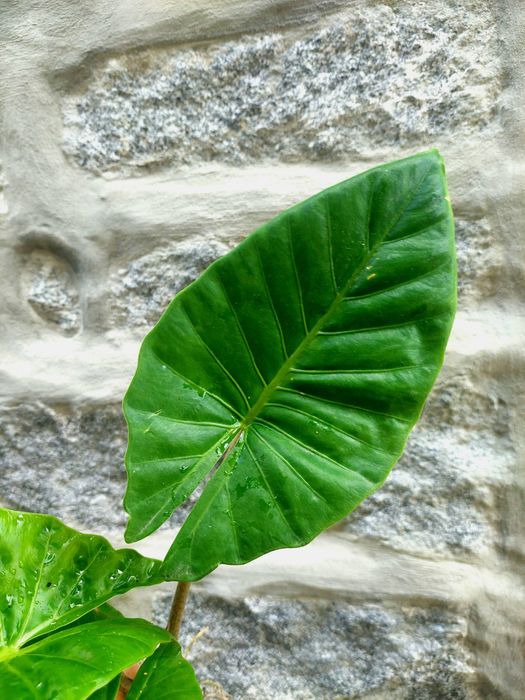 Alocasia brismanensis