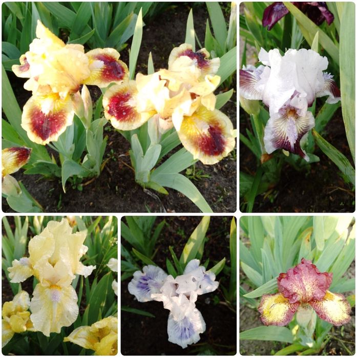 Карликові іриси (набір від 5 шт)