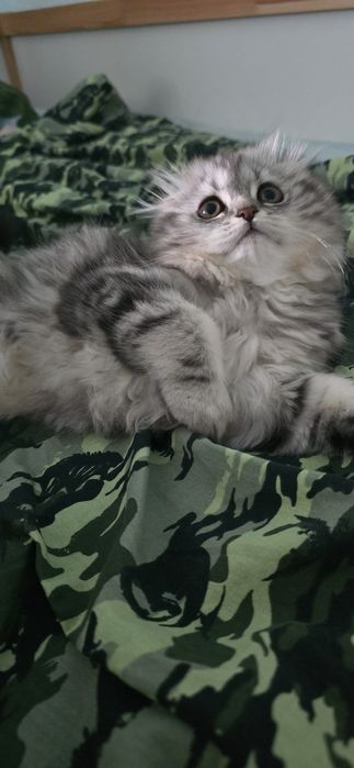 Gata Scottish Fold