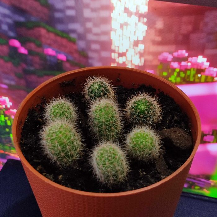 Кактуси кімнатний ехінопсис эхинопсис