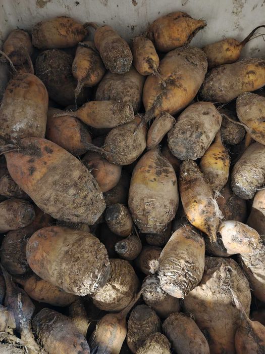 Продам кормовий буряк,  картоплю, моркву.