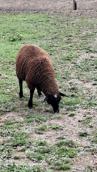 Borrega /Suffolk
