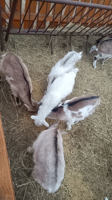 Kozy ,koziołki,kozły, młode