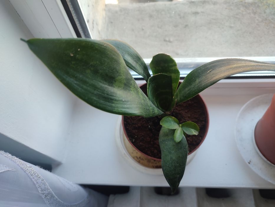 Сансевєрия , тешин язик та інші