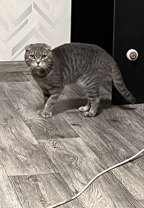 віддам котика в добрі руки