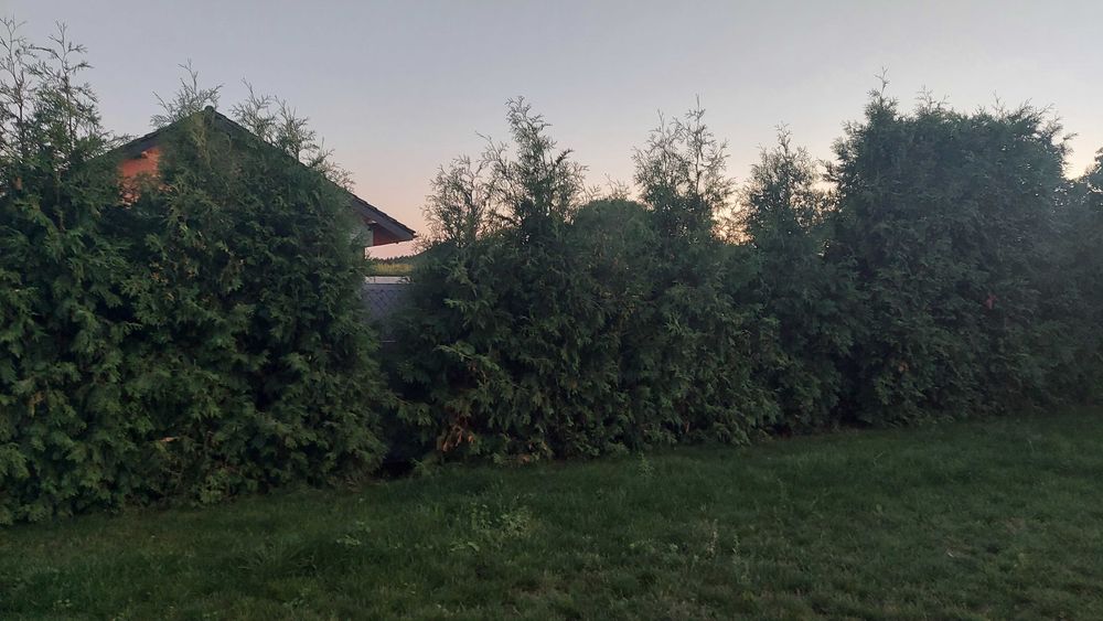 tuje brabant 20szt gratis 3szt za worki z ziemią oddam