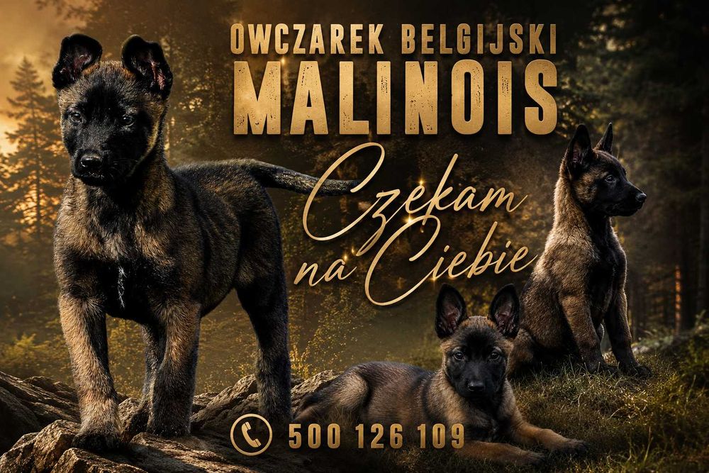 Owczarek belgijski malinois z rodowodem