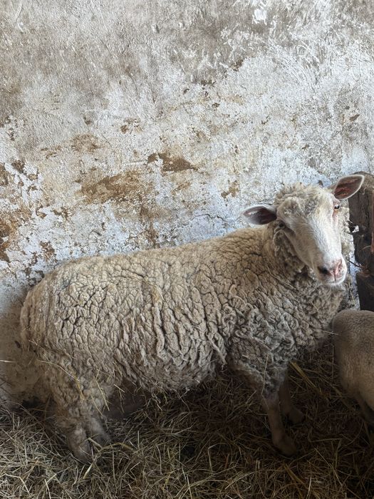 Borrega com 1 ano e meio cruzada de charolesa