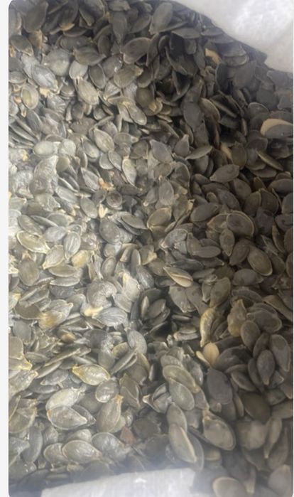 Продам насіння гарбуза