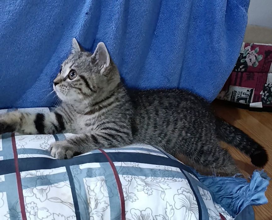 Gatinha Scottish Fold