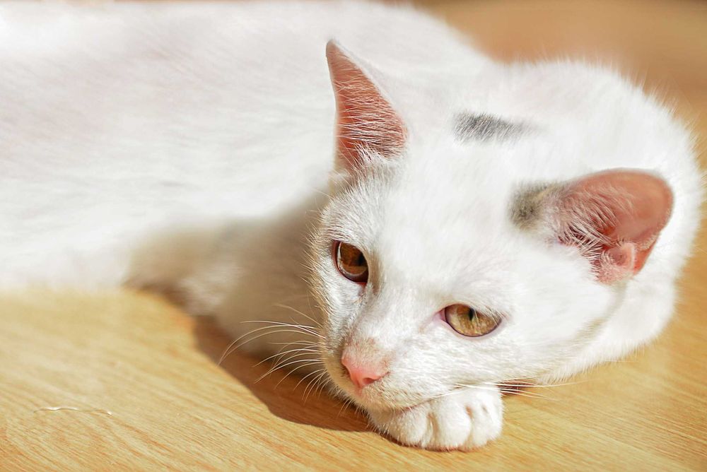 2 braciszki TIMON i PUMBA do adopcji