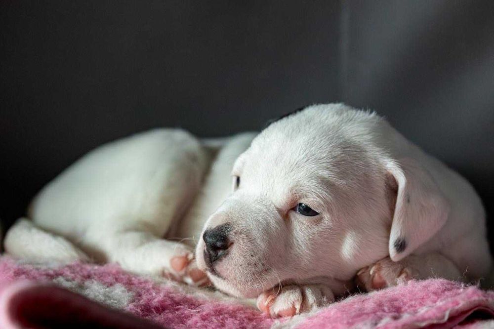 Parson Russell Terrier ZKwP/FCI – samiec Aramis, hodowla Abbey Road Hunters