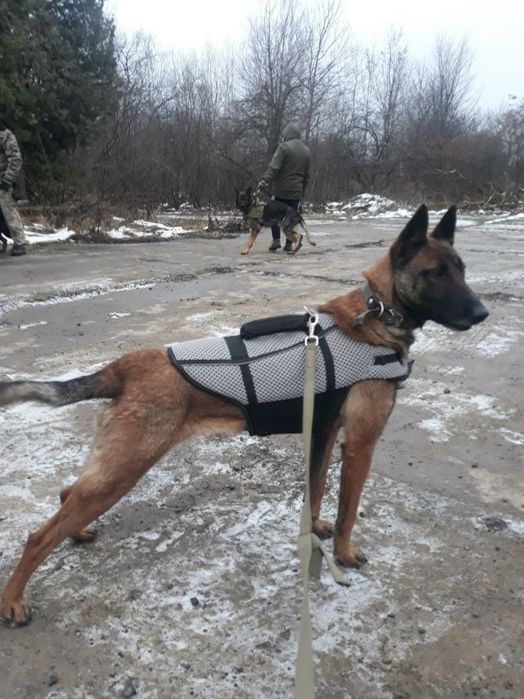 Дресирування собак, послуги кінолога