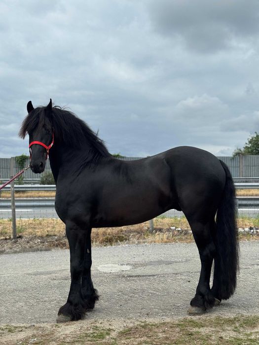 Potro Frísio / Friesien