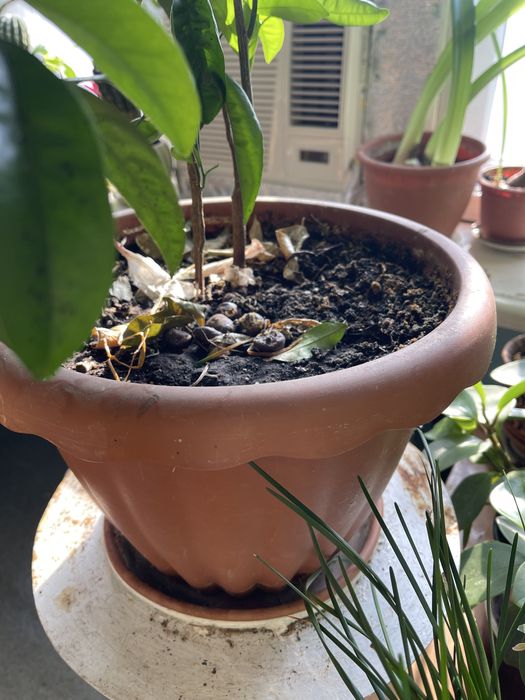 Цитрусове дерево (лимон/апельсин/мандарин)