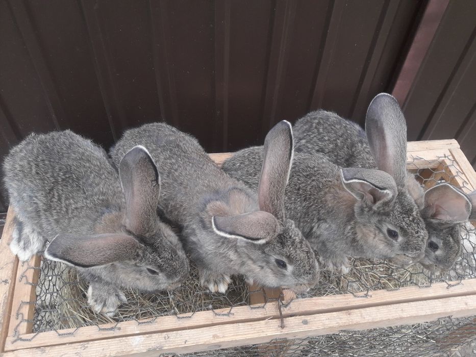 Кролі фландр різен