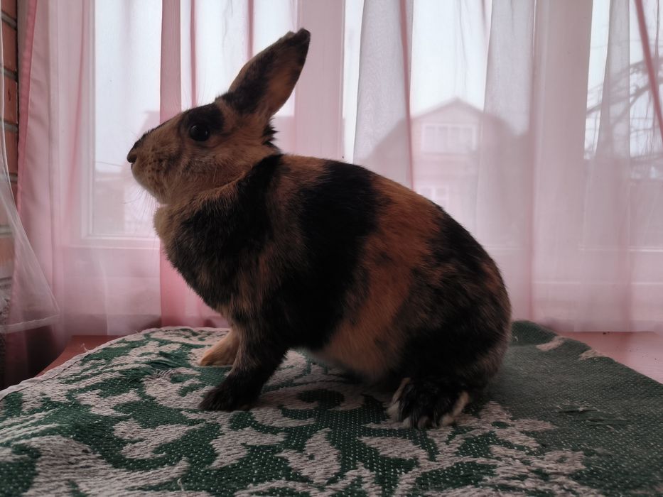 Японський кролик