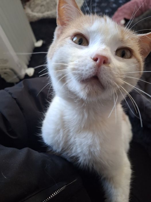 Дуже ніжний котик