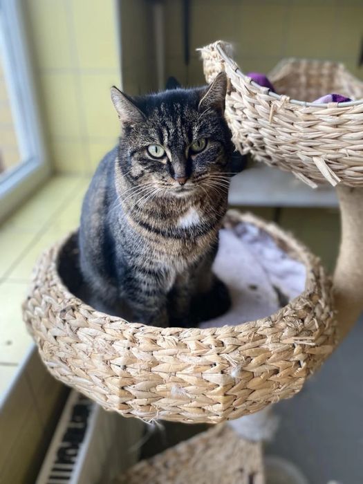 Kotka Mysza do adopcji od 3lat!