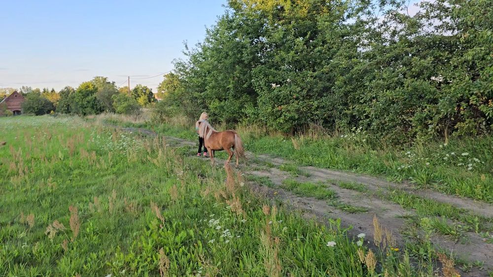 Kucyk, klacz, 5/10 lat