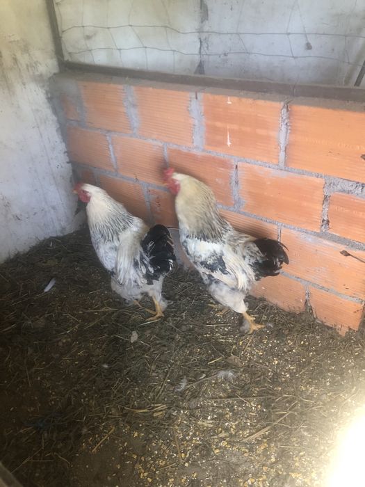 Vendo varios animais