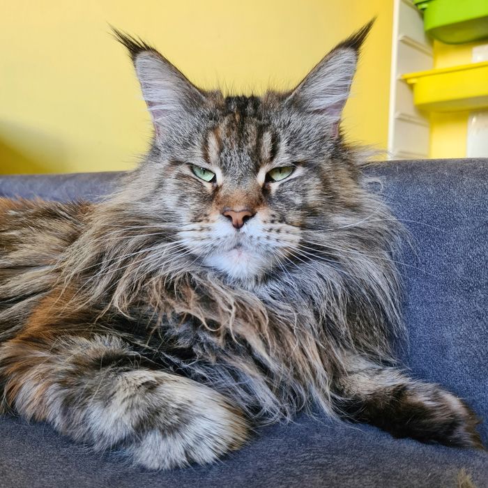 Dostępna kotka rasy Maine coon