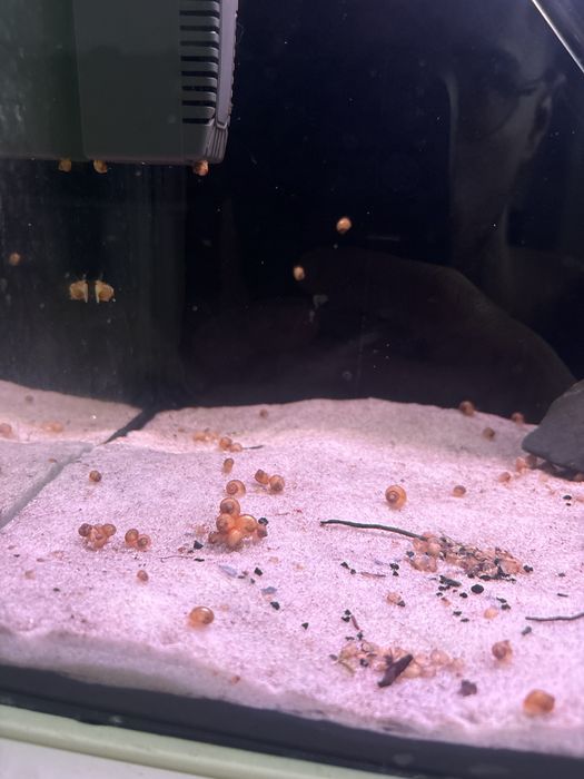 Ampularias caracois