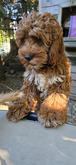 Cockapoo / dziewczynka