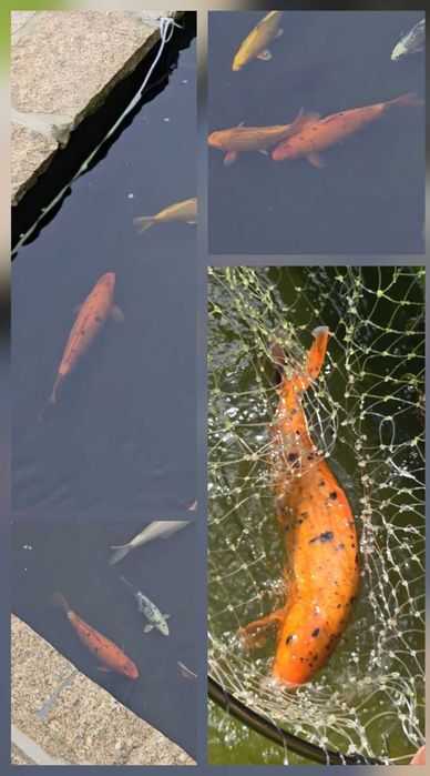 Vendo Carpas koi
