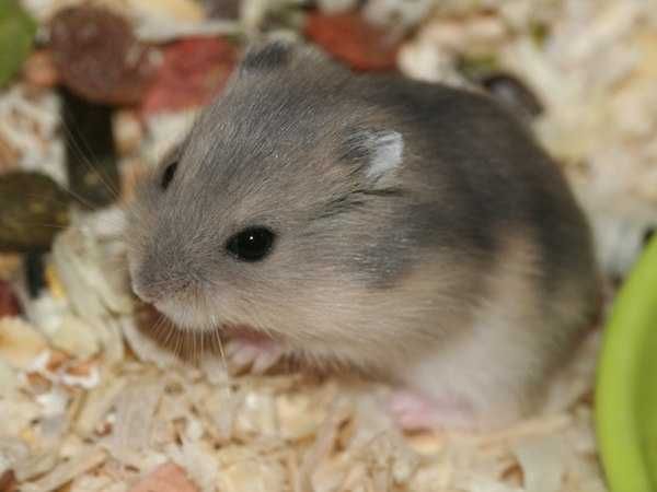 Джунгарские хомячки, хомяки, карликовые, джунгарики  Возможна доставка