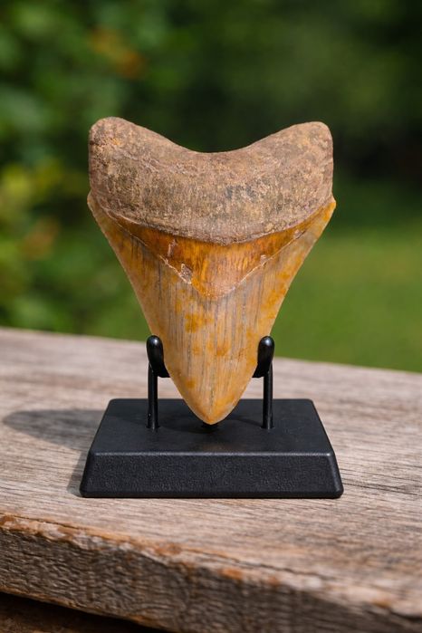 Fossil: Dentes de tubarão Megalodonte