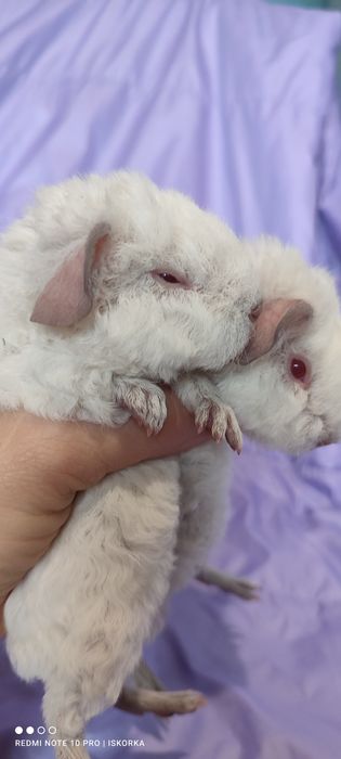 Пухнастий Тедді морська свиночка